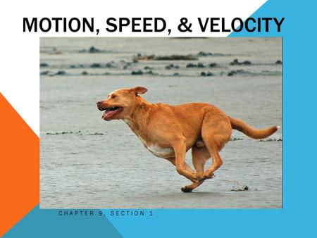 Motion, Speed, & Velocity
