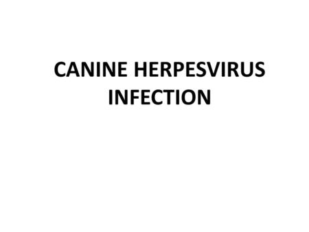 CANINE HERPESVIRUS INFECTION