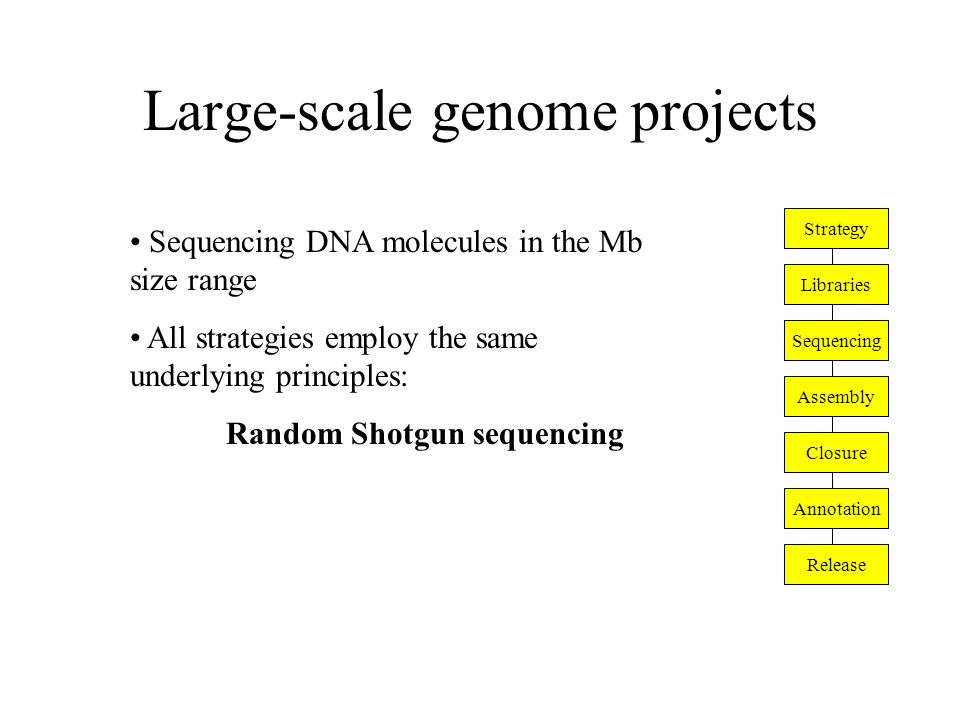 Large-scale genome projects - ppt download