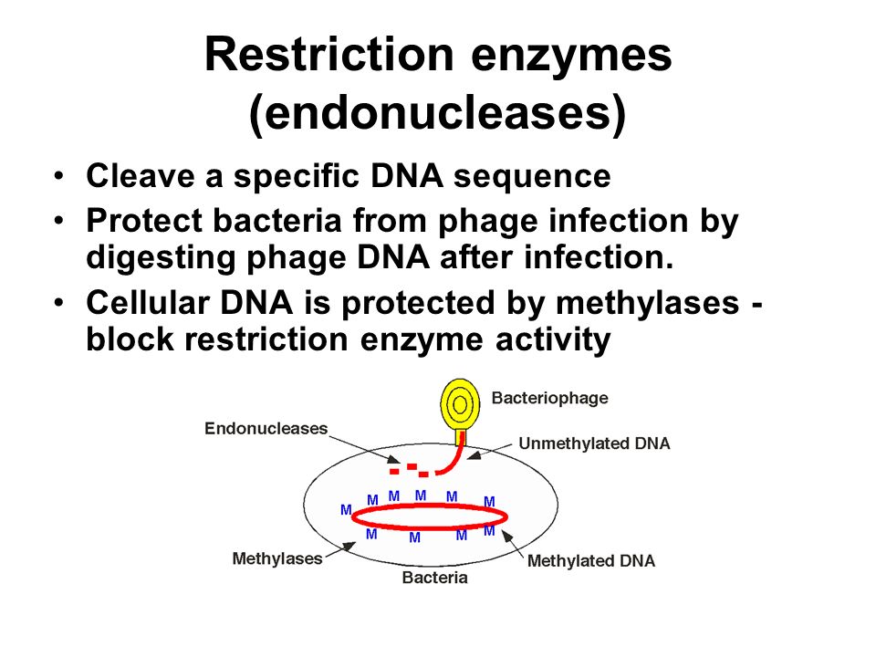 Restriction enzymes (endonucleases) - ppt video online download