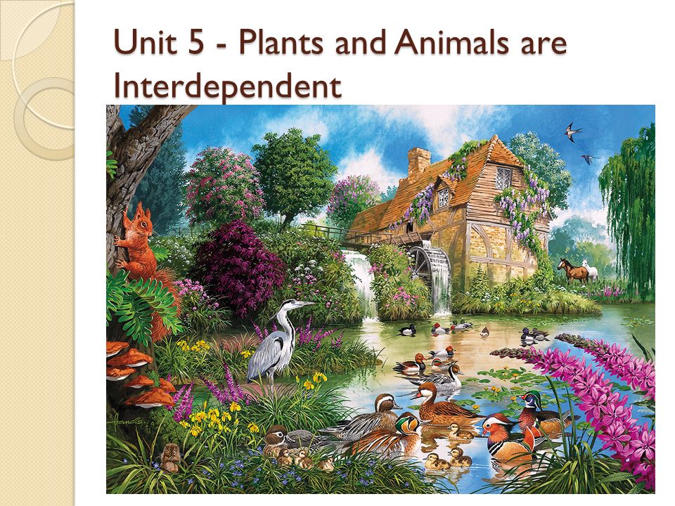 Unit 5 - Plants and Animals are Interdependent. Living Things and the  Environment Organism – a living thing All organisms need the following  things to. - ppt download