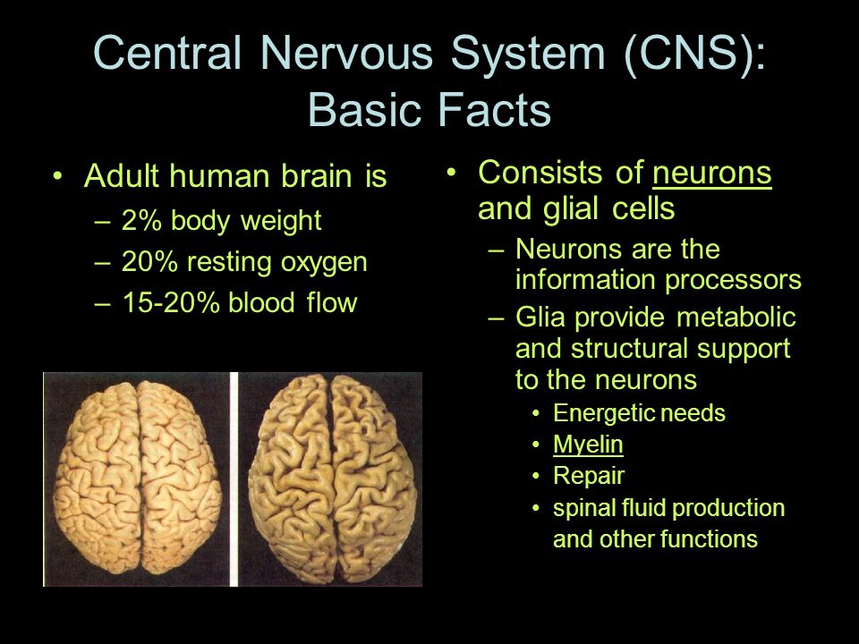Central Nervous System (CNS): Basic Facts