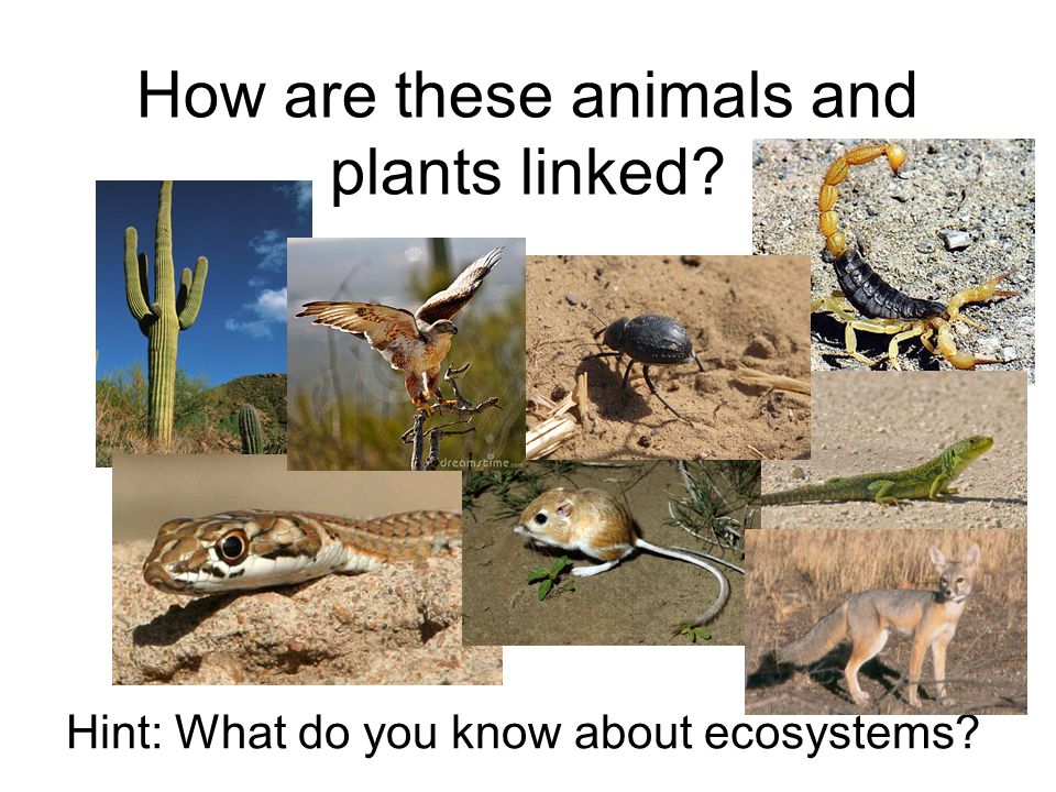 How are these animals and plants linked? - ppt video online download