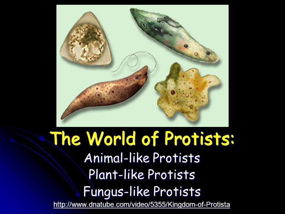 Protists The World Of Protists Animal Like Protists Ppt Video Online Download
