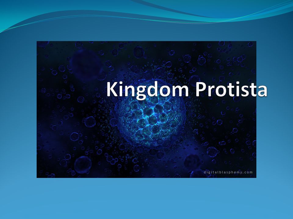 Kingdom Protista Ppt Video Online Download