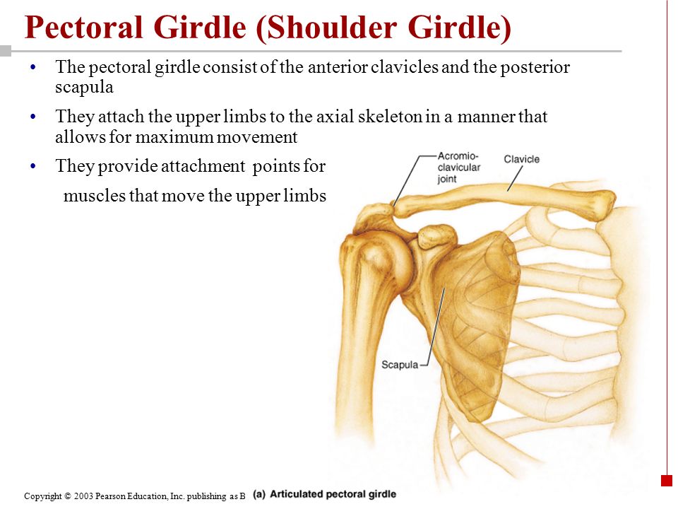 What is pectoral girdle?