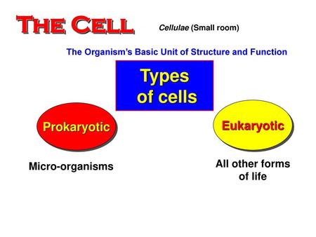 The Cell Types of cells Eukaryotic Prokaryotic All other forms of life