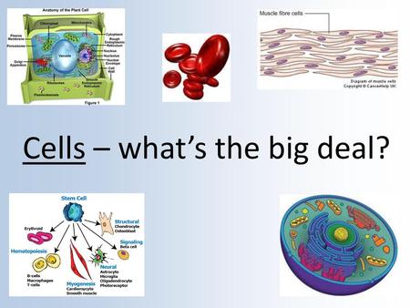 Cells – what’s the big deal?
