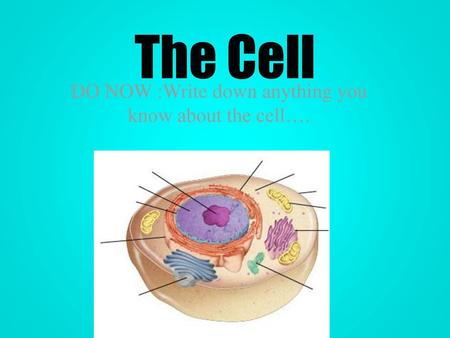 DO NOW :Write down anything you know about the cell….