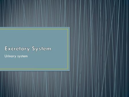 Excretory System Urinary system.