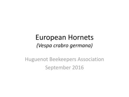 European Hornets (Vespa crabro germana)