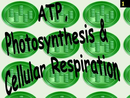 ATP, Photosynthesis & Cellular Respiration