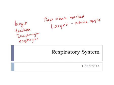 Respiratory System Chapter 14.