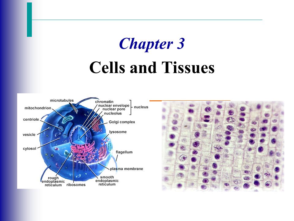 Chapter 3 Cells and Tissues - ppt video online download