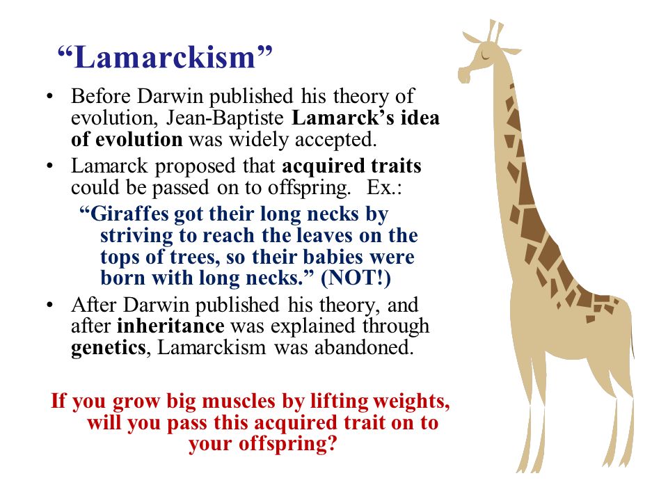 Lamarckism” Before Darwin published his theory of evolution, Jean-Baptiste  Lamarck's idea of evolution was widely accepted. Lamarck proposed that  acquired. - ppt download