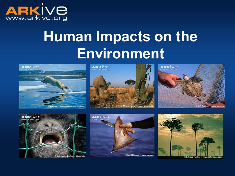 Human Impacts on the Environment. What is an endangered species? A species  that is at risk of extinction. Species with a small or declining  population, - ppt download