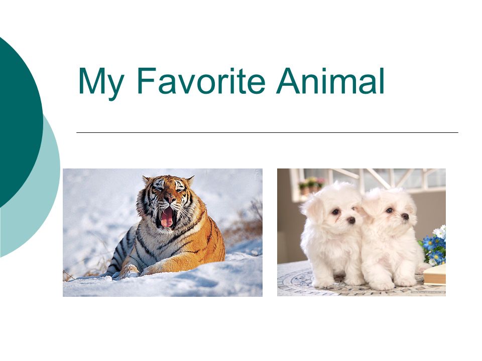 My Favorite Animal. - ppt video online download
