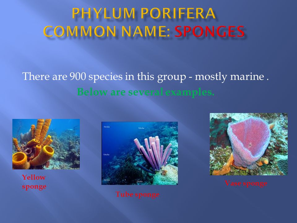 PHYLUM Porifera Common name: Sponges - ppt download