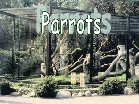About parrots… p arrots are very popular animals most of them live in Australia, South America, New Zealand, … on the world is many kinds of this animal.