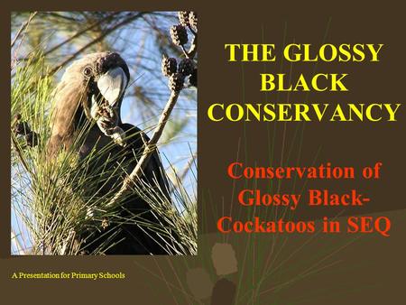 THE GLOSSY BLACK CONSERVANCY Conservation of Glossy Black- Cockatoos in SEQ A Presentation for Primary Schools.