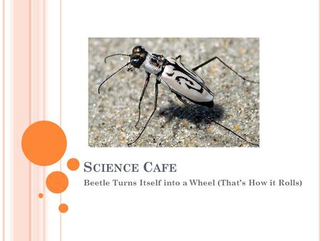 S CIENCE C AFE Beetle Turns Itself into a Wheel (Thats How it Rolls)