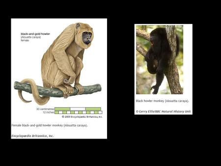 I. Primate Heritage A. First primates were arboreal B. 3 major groups C. Apes: Gibbons D. Apes: Orangutans E. Apes: Gorillas F. Apes: Chimps G. Apes: