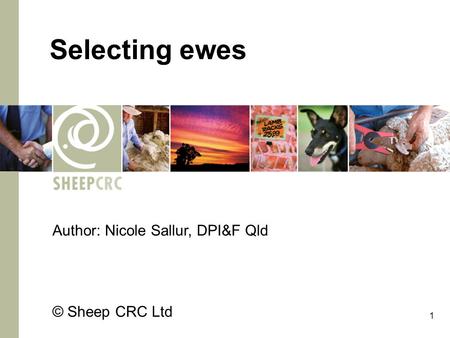 1 Selecting ewes Author: Nicole Sallur, DPI&F Qld © Sheep CRC Ltd.