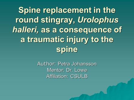 Spine replacement in the round stingray, Urolophus halleri, as a consequence of a traumatic injury to the spine Author : Petra Johansson Mentor: Dr. Lowe.