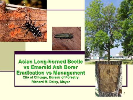 1 Asian Long-horned Beetle vs Emerald Ash Borer Eradication vs Management City of Chicago, Bureau of Forestry Richard M. Daley, Mayor.