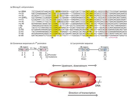 General pattern of cis-acting control elements that regulate gene expression in yeast and metazoans
