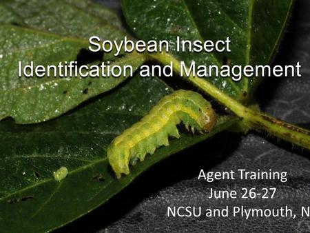 Soybean Insect Identification and Management