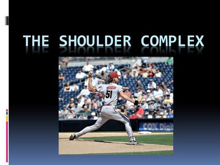 The shoulder complex.