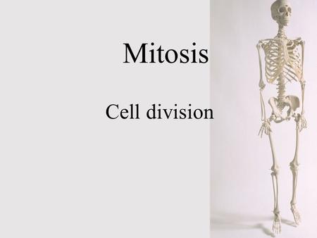 Mitosis Cell division.