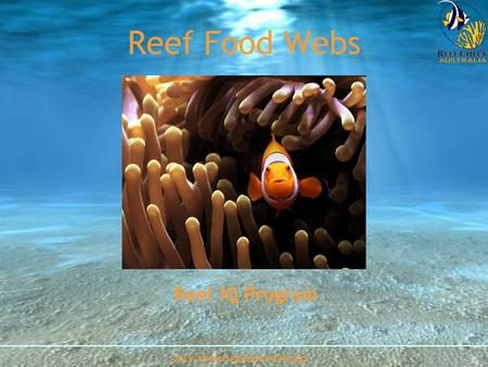 Reef Food Webs www.reefcheckaustralia.org Reef IQ Program.