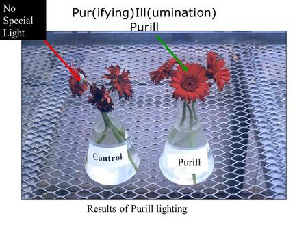 Pur(ifying)Ill(umination) Purill Results of Purill lighting No Special Light.