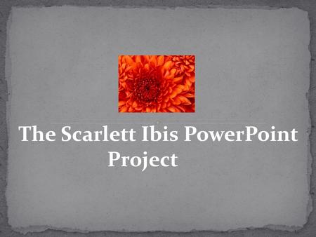 The Scarlett Ibis PowerPoint