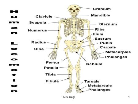 Mrs. Degl1. 2 Locomotion or movement involves the interaction of bones, cartilage, muscles, tendons, and ligaments. Bones: Bones are made of bone tissue.