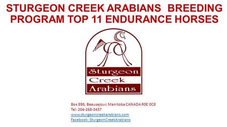 STURGEON CREEK ARABIANS BREEDING PROGRAM TOP 11 ENDURANCE HORSES Box 898, Beausejour, Manitoba CANADA R0E 0C0 Tel: 204-268-3437 www.sturgeoncreekarabians.com.
