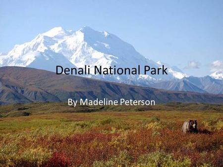 Denali National Park By Madeline Peterson.