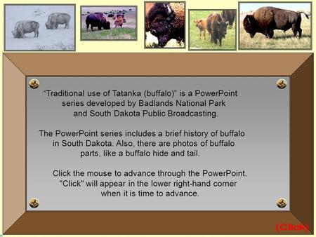 (Click) “Traditional use of Tatanka (buffalo)” is a PowerPoint