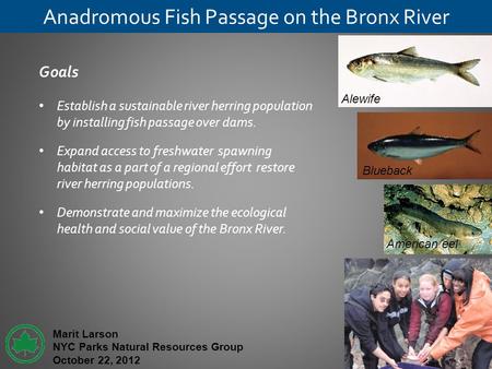 Anadromous Fish Passage on the Bronx River Goals Establish a sustainable river herring population by installing fish passage over dams. Expand access to.