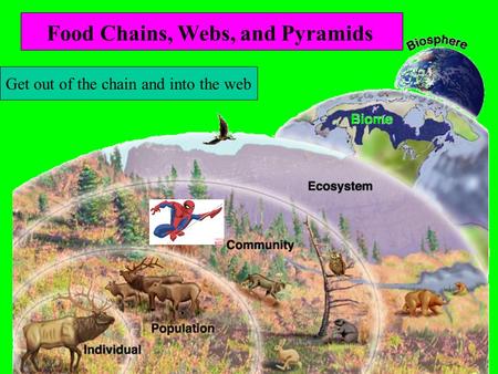 Lesson 5 Intro to Ecology Get out of the chain and into the web Food Chains, Webs, and Pyramids.