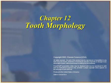 Chapter 12 Tooth Morphology Copyright 2003, Elsevier Science (USA). All rights reserved. No part of this product may be reproduced or transmitted in any.