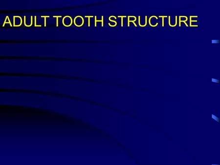 ADULT TOOTH STRUCTURE.