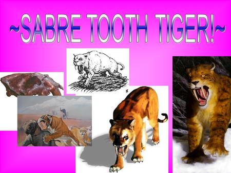 Sabre-toothed tigers are some of the best known and most popular of all Ice Age animals. They are among the most impressive carnivores ever to have lived.