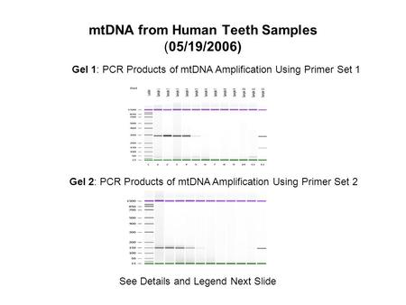 MtDNA from Human Teeth Samples (05/19/2006) Gel 1: PCR Products of mtDNA Amplification Using Primer Set 1 Gel 2: PCR Products of mtDNA Amplification Using.