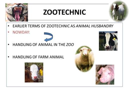 ZOOTECHNIC EARLIER TERMS OF ZOOTECHNIC AS ANIMAL HUSBANDRY NOWDAY: HANDLING OF ANIMAL IN THE ZOO. HANDLING OF FARM ANIMAL.
