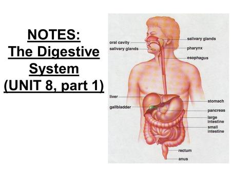 NOTES: The Digestive System (UNIT 8, part 1)