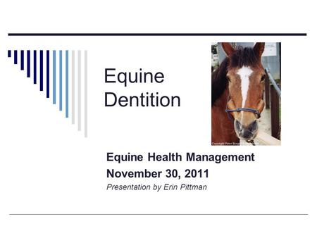 Equine Dentition Equine Health Management November 30, 2011 Presentation by Erin Pittman.