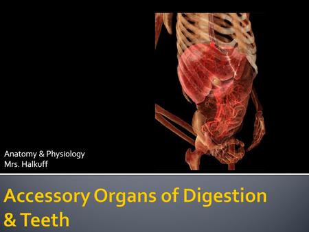 Anatomy & Physiology Mrs. Halkuff. Accessory organs produce secretions that aid the organs of the alimentary canal. Include: Salivary Glands Pancreas.